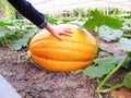 Huge pumpkin under peopleÃ¢â¬Ës hand
